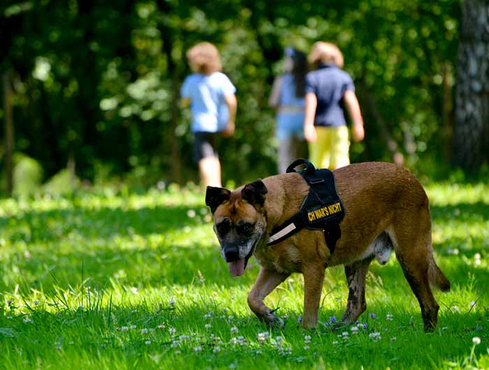 forza-rescue-dog-Strutture-rifugio