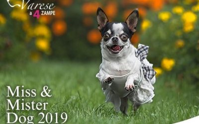 Miss & Mister Dog 2019