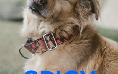 Amici in adozione – Spicy