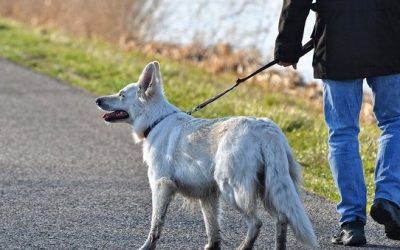 Adottare un cane in Ticino: come funziona e cosa sapere (credit “Moneymag CH)