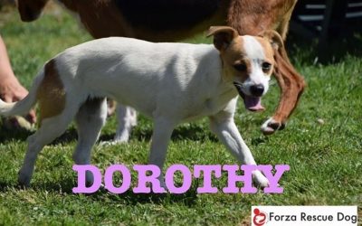 Amici in adozione  – Dorothy