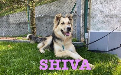 Amici in adozione  – Shiva