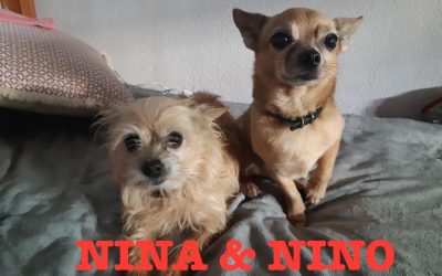 Adottati  – Nina & Nino