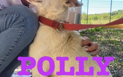 Adottata  – Polly