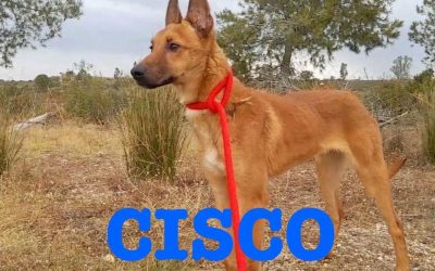 Adottato  – Cisco