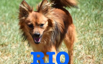 Amici in adozione  – Rio