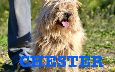 Adottato  – Chester