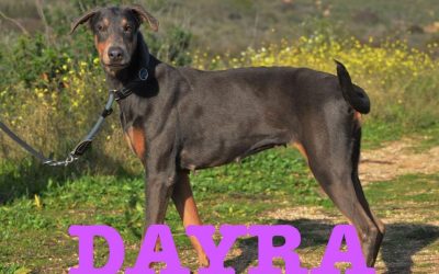 Adottata  – Dayra