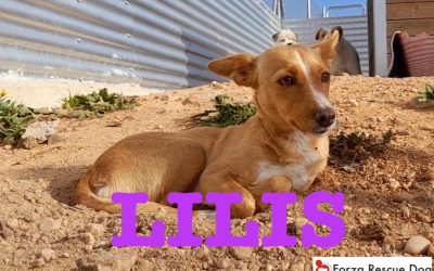 Adottata  – Lilis