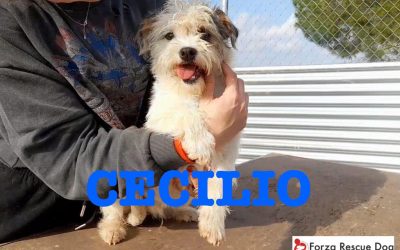 Amici in adozione  – Cecilio