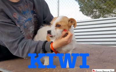 Amici in adozione  – Kiwi