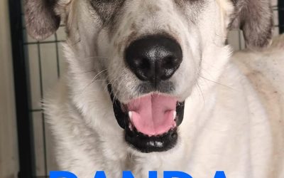 Amici in adozione – Panda