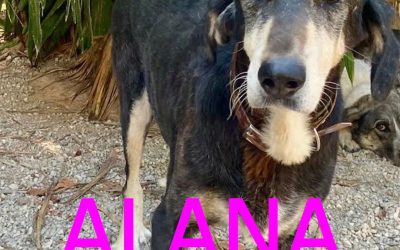 Amici in adozione  – Alana