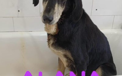 Amici in adozione  – Alana