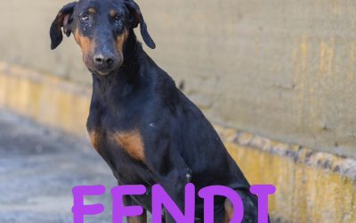 Amici in adozione  – Fendi