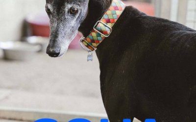 Amici in adozione – Golia