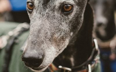 Amici in adozione – Golia