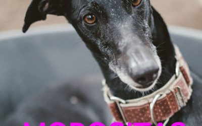 Amici in adozione – Morositas