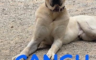 Amici in adozione – Cangu