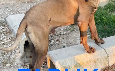 Amici in adozione – Faruk