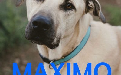 Amici in adozione – Maximo (Cangu)