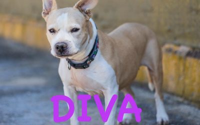 Amici in adozione- Diva