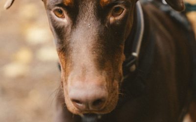 Amici in adozione – Sultan