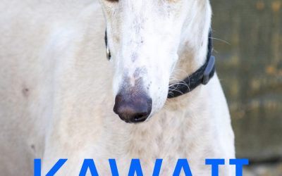 Amici in adozione – Kawaii