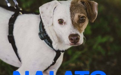 Amici in adozione – Nalato