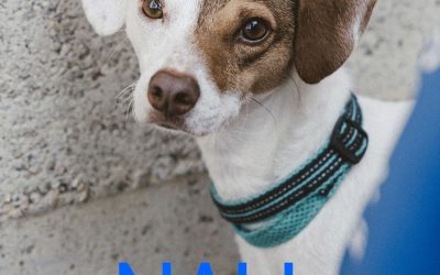 Amici in adozione – Nali