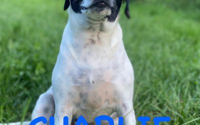 Amici in adozione – Charlie