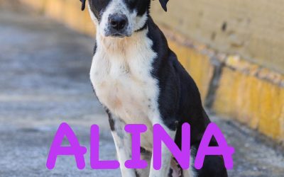 Amici in adozione – Alina