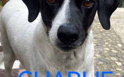 Amici in adozione – Charlie