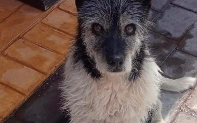 Amici in adozione – Rocky