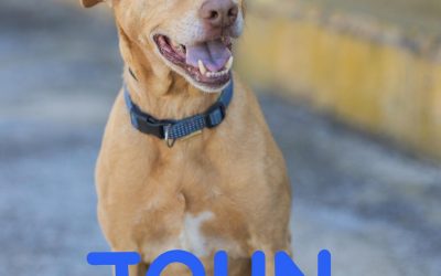 Amici in adozione – John