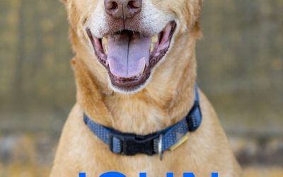 Amici in adozione – John