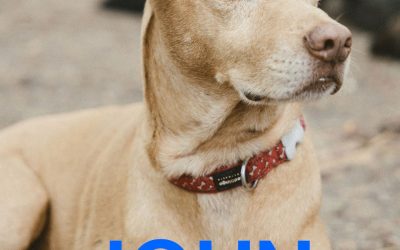 Amici in adozione – John