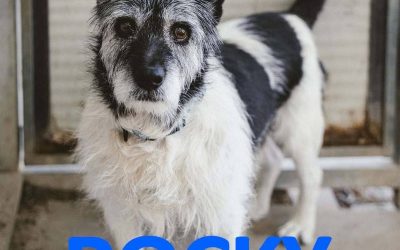 Adottato – Rocky