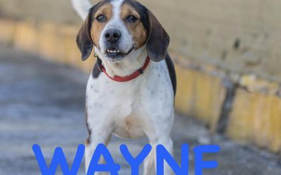 Amici in adozione – Wayne