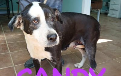 Amici in adozione – Candy