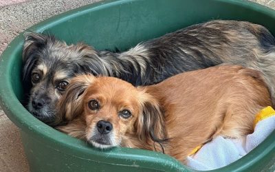Amici in adozione – Gino e Gina