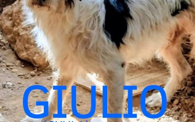 Amici in adozione – Giulio