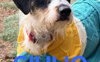 Amici in adozione – Giulio