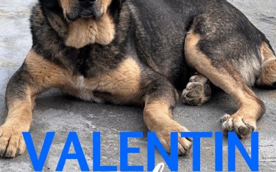 Amici in adozione – Valentin
