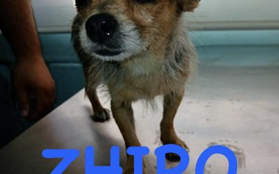 Amici in adozione – Zhiro