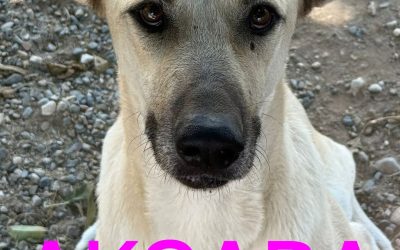 Amici in adozione – Akqaba