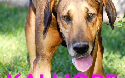 Amici in adozione – Kalliope
