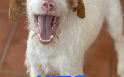 Amici in adozione – Kito