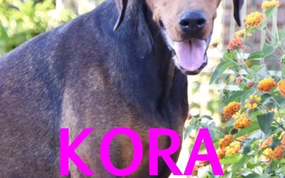 Amici in adozione – Kora