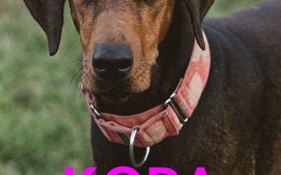 Amici in adozione – Kora